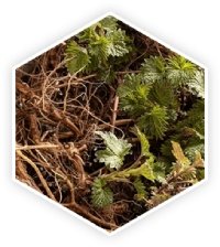 Nettle Root nature